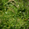 Brome - California - Image 8