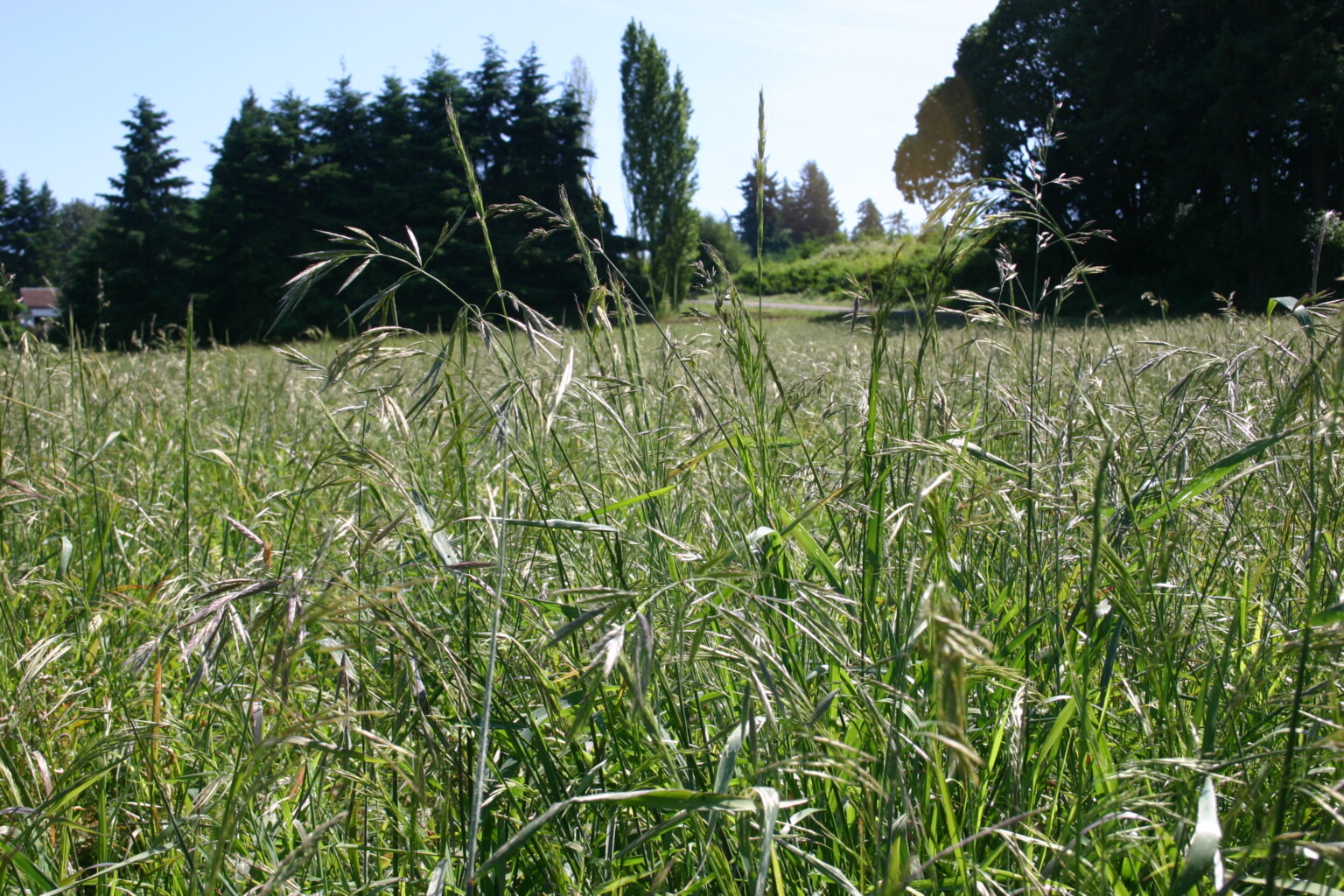 Brome identification - Not all brome is the same. - Crop