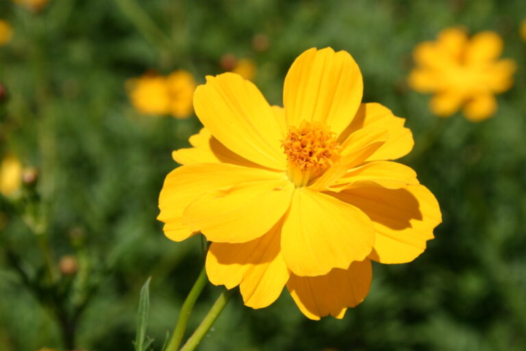 Silver Falls Seed Company - Cosmos - Sulphur Yellow