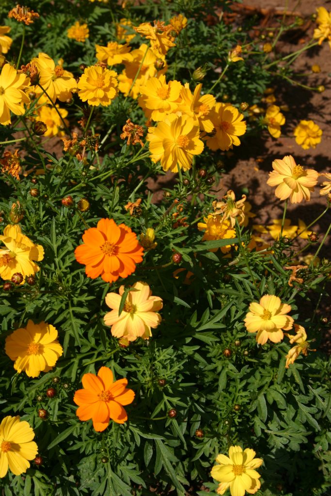 Cosmos Sulphur Dwarf Formula Mix