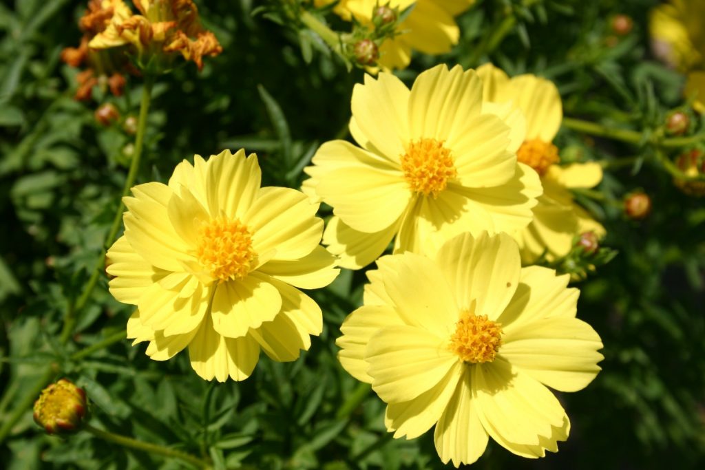 Cosmos Sulphur Dwarf Lemon Yellow