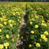 Cosmos Sulphur Dwarf Lemon Yellow