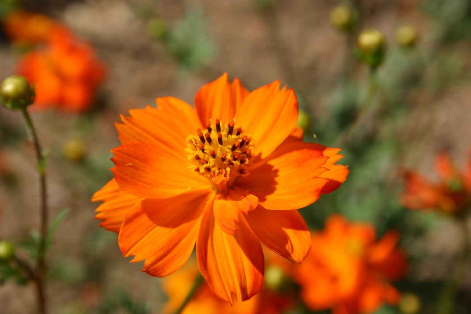 Flowers Of Sulphur Clicks - Sulphur Cosmos, Dwarf Mixed (Cosmos