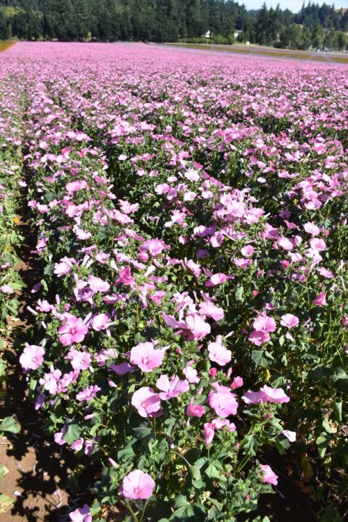 Rose Mallow - Dwarf Pink - Image 10