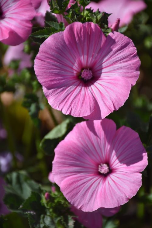 Rose Mallow - Dwarf Pink - Image 12