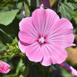 Rose Mallow - Dwarf Pink