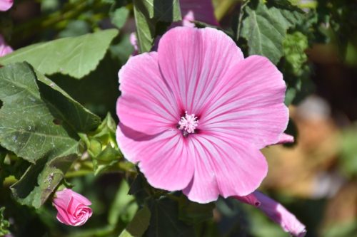 Rose Mallow - Dwarf Pink