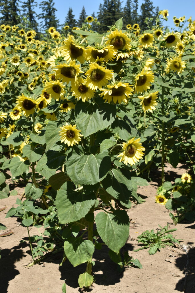 images of sunflower plant