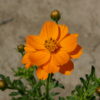 Cosmos - Sulphur Dwarf Orange