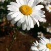 Daisy Shasta