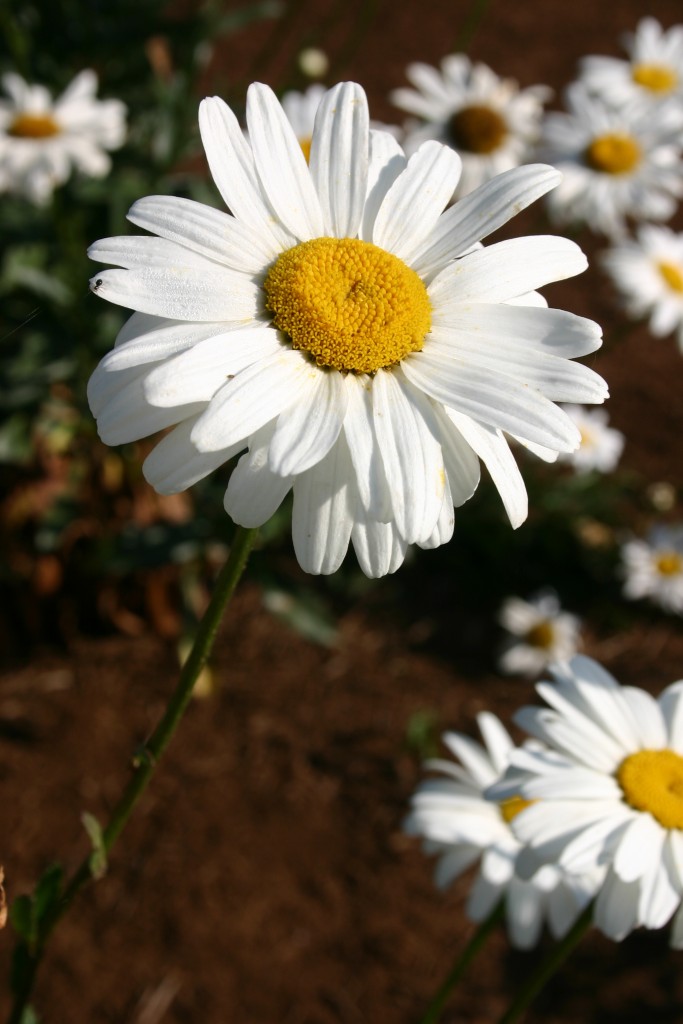 Silver Falls Seed Company - Orange Wildflower Mix