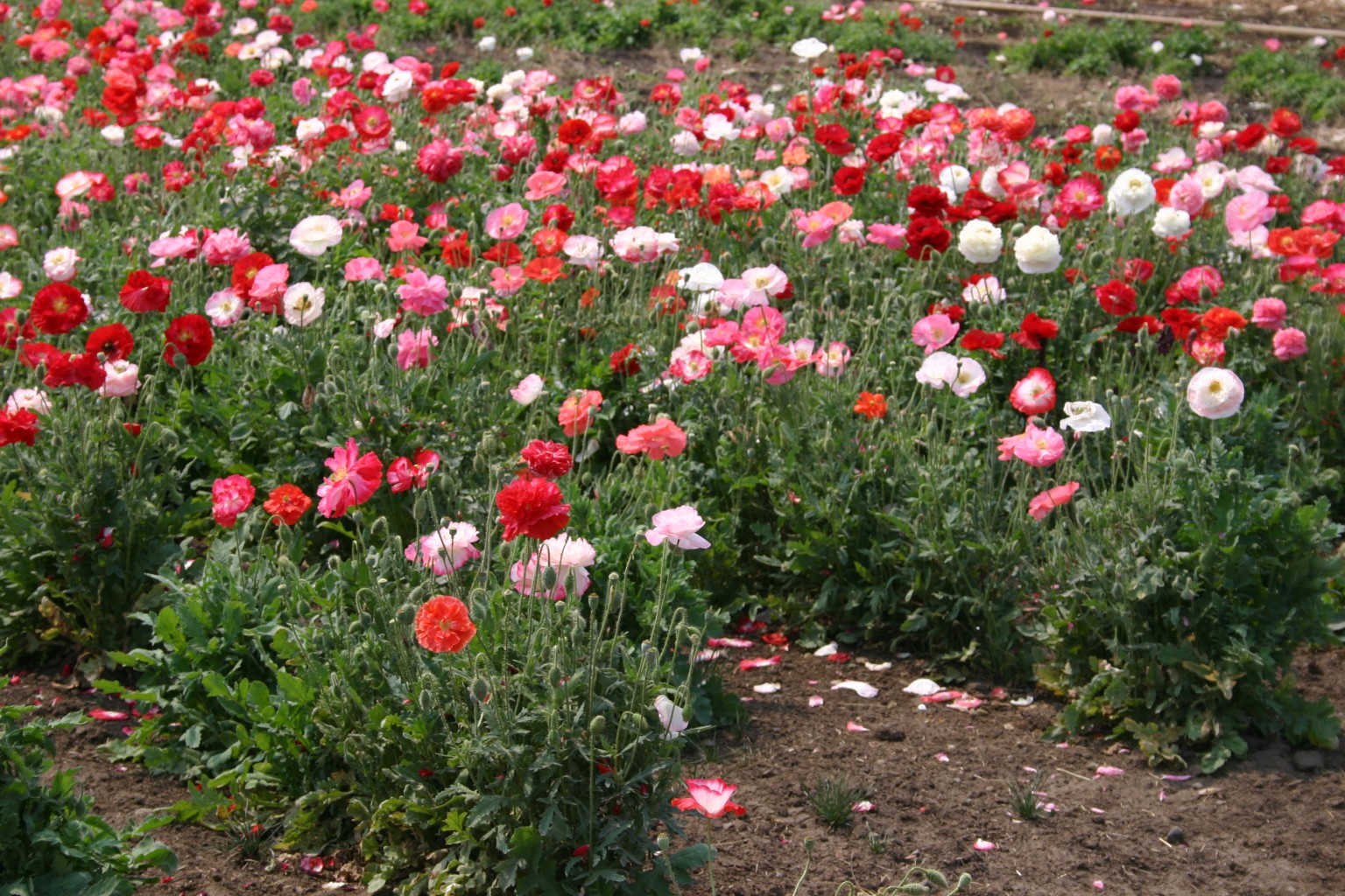 Graines De Coquelicot Double Shirley Mix - 2000 Graines Papaver Rhoeas - Fleurs Annuelles Colorées - Semis Facile En Pleine Terre