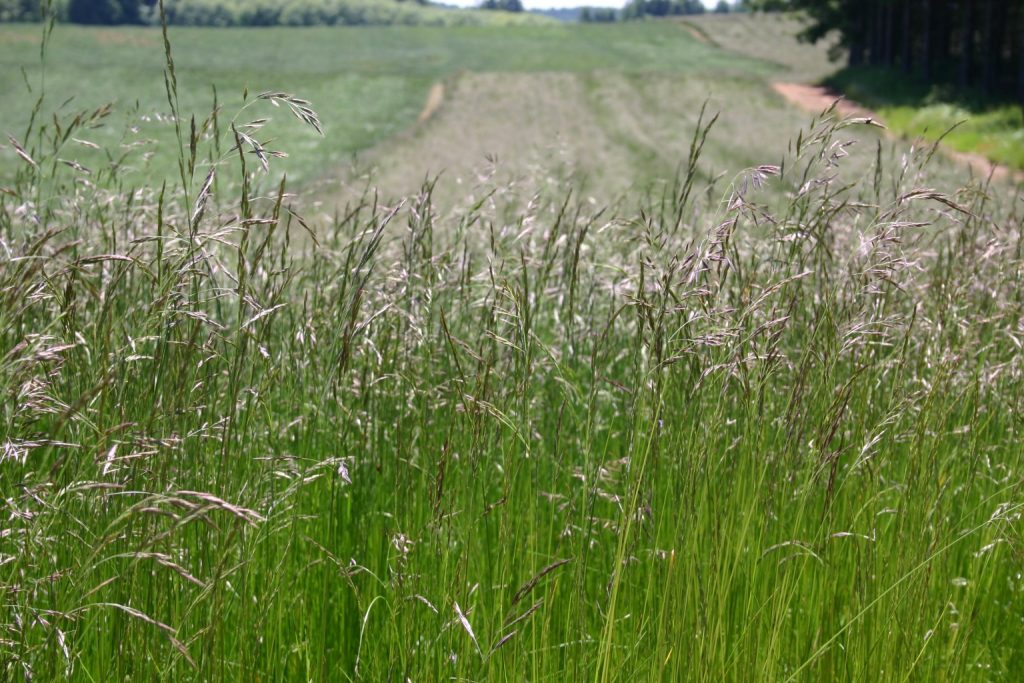 Silver Falls Seed Company Fescue Native Red