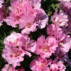 Godetia - Pink - Image 14