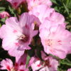 Godetia - Pink - Image 15