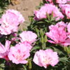 Godetia - Pink - Image 16