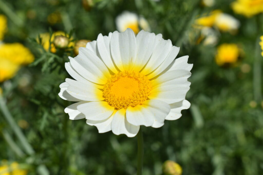 Silver Falls Seed Company Daisy Garland Mix