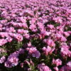 Godetia - Pink - Image 3