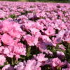 Godetia - Pink - Image 4