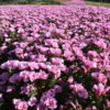 Godetia - Pink - Image 8