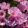 Godetia - Pink - Image 5