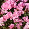Godetia - Pink - Image 6