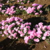 Godetia - Pink - Image 7
