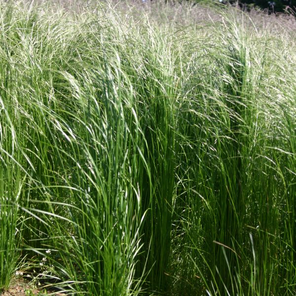 Silver Falls Seed Company - Low Grow Native Grass Economy Mix