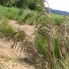Hairgrass Tufted