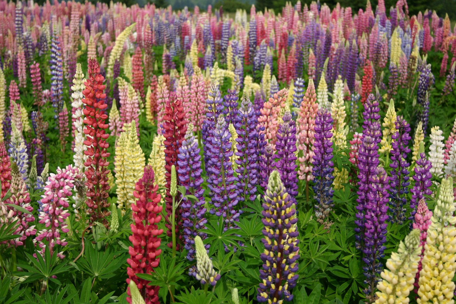 Silver Falls - Lupine - Russell Mix