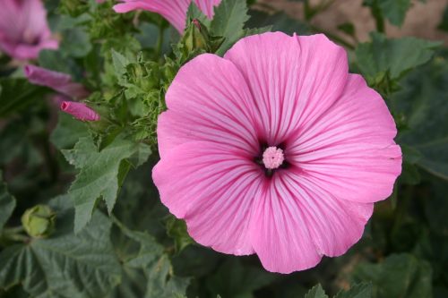 Rose Mallow - Dwarf Pink - Image 13