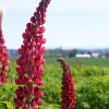 Lupine Russell Red