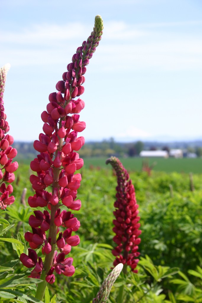 Red Russell Lupine Seeds     bin261