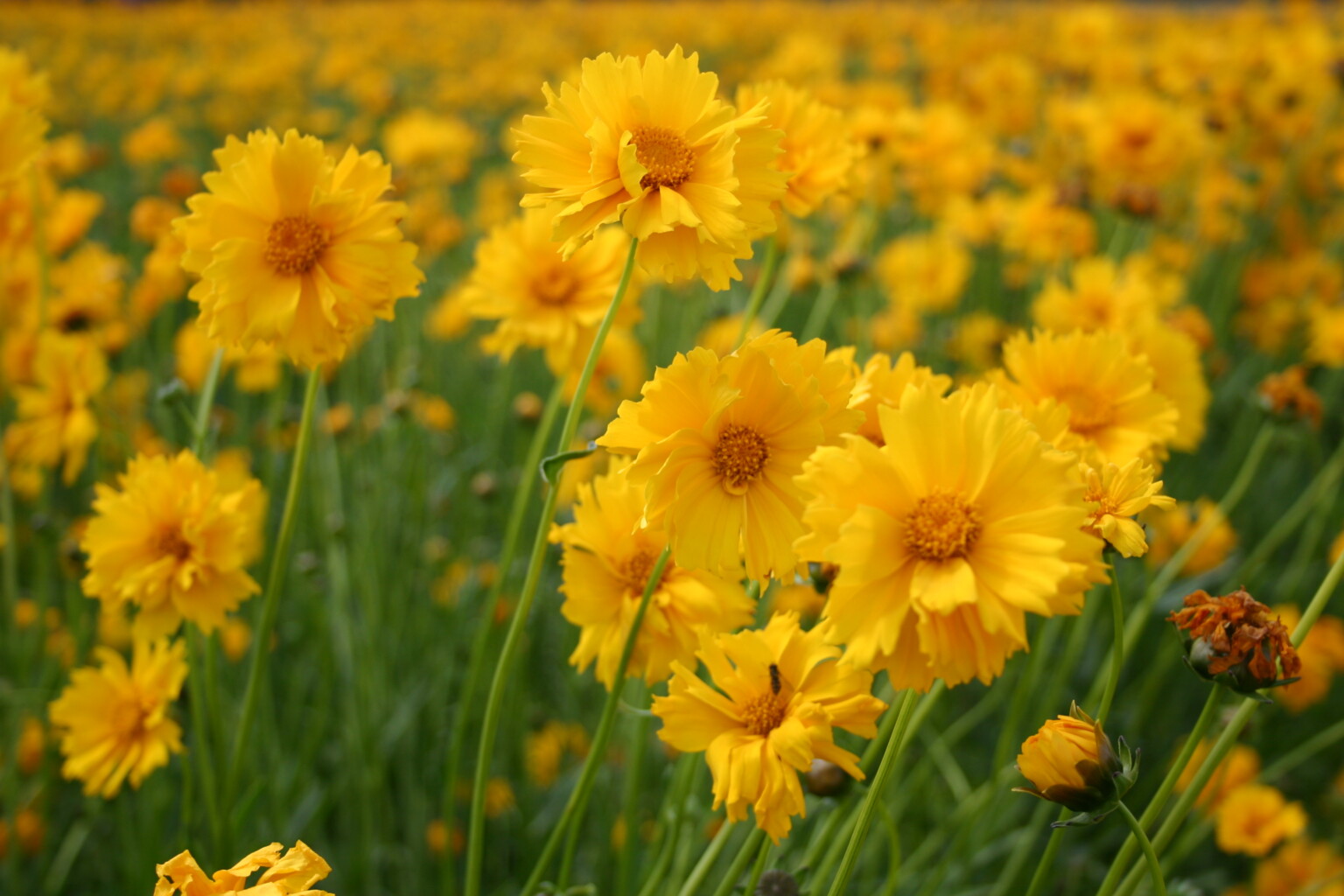 Silver Falls Seed Company - Coreopsis - Lance Leaved