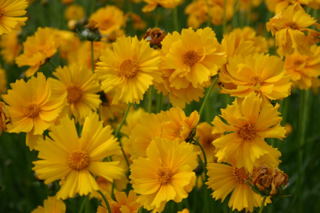 Silver Falls Seed Company - Coreopsis - Lance Leaved