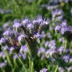 Silver Falls Seed Company - Phacelia - Lacy Fiddleneck