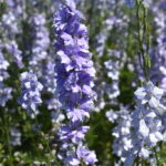 Silver Falls Seed Company - Larkspur - Rocket Light Blue