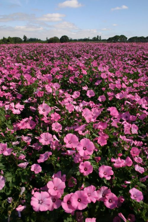 Rose Mallow - Dwarf Pink - Image 14