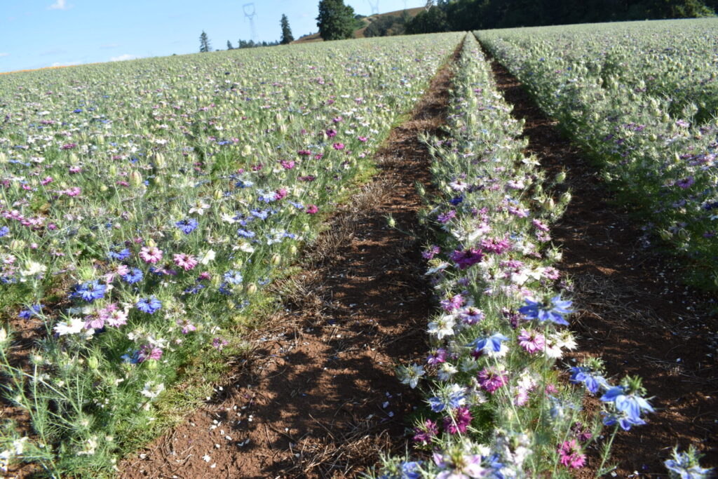 Silver Falls Seed Company LoveinaMist Mix