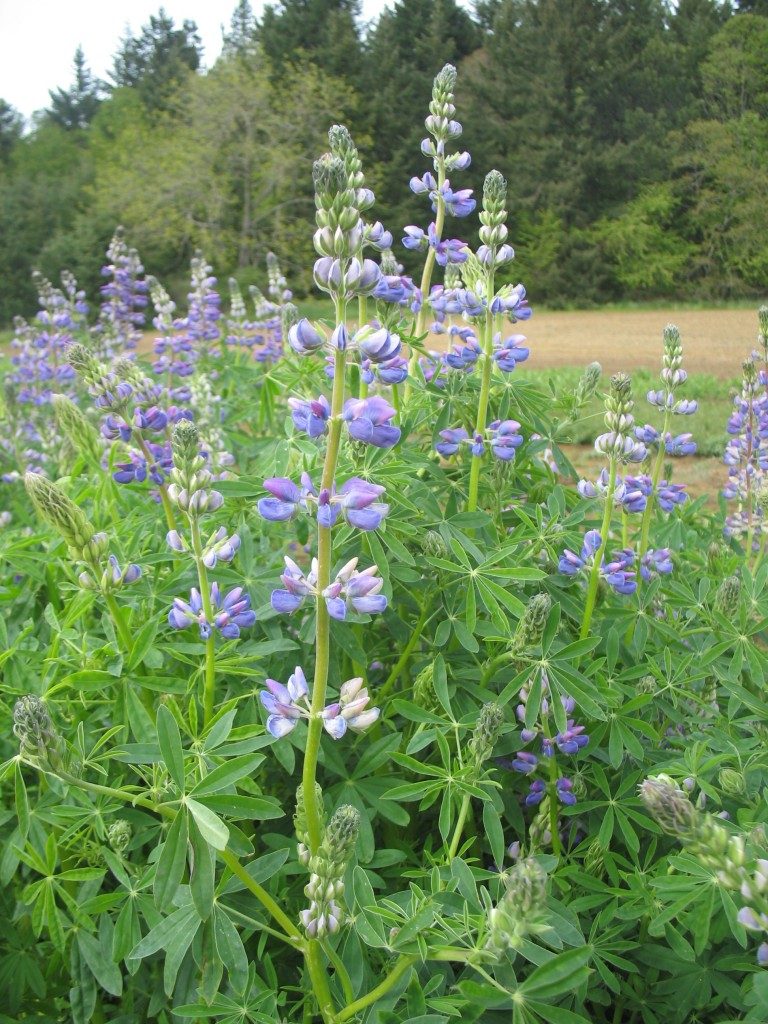 Lupine Riverbank