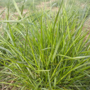 Silver Falls Seed Company - Fescue - Native Red