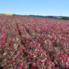 Clarkia - Mountain Garland Mix - Image 8