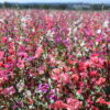 Clarkia - Mountain Garland Mix - Image 9