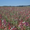 Clarkia - Mountain Garland Mix - Image 15