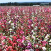 Clarkia - Mountain Garland Mix - Image 10