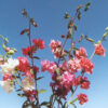 Clarkia - Mountain Garland Mix - Image 13
