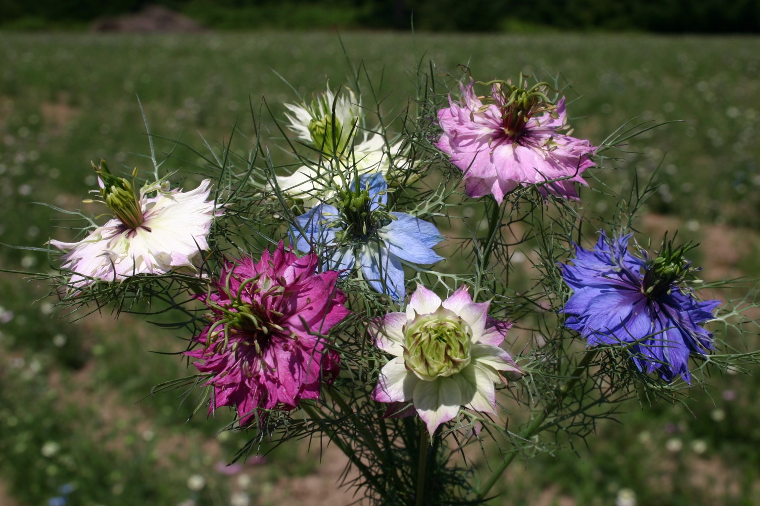 Love in a clearance mist flower