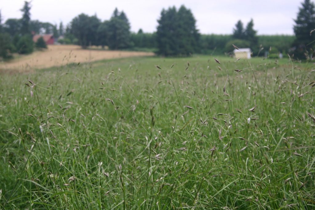 Oatgrass California