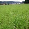Orchardgrass