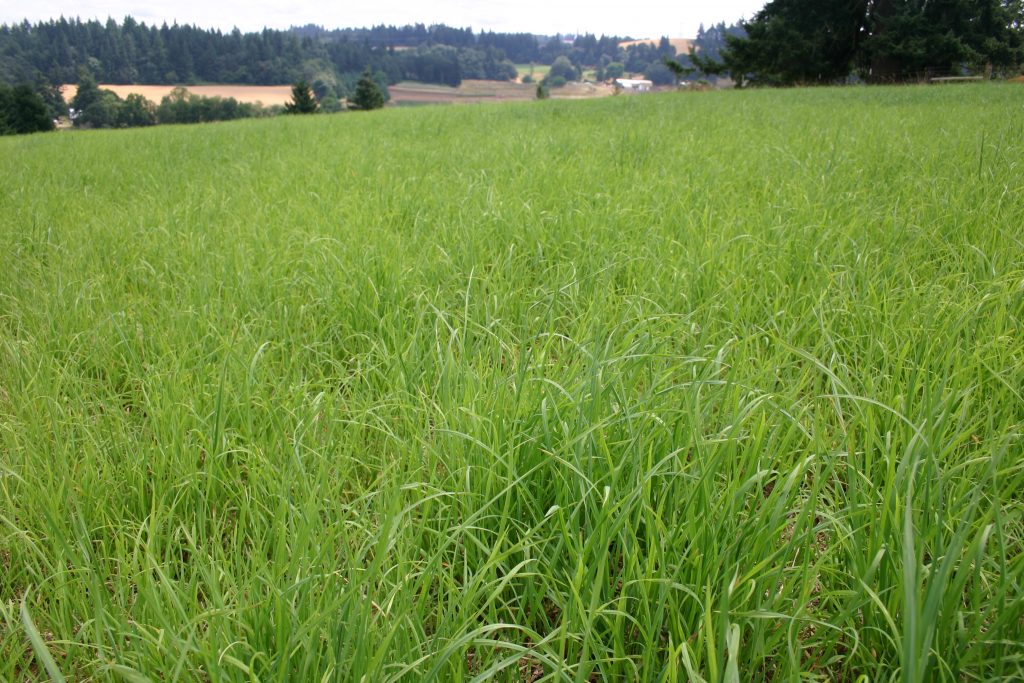 Silver Falls Seed Company - Hay Seed Pasture King